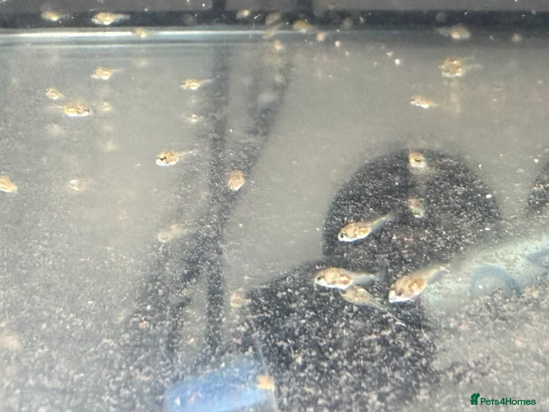 Cichlids fish for sale: Ellioti Cichlids fry & babys  - Advert 6