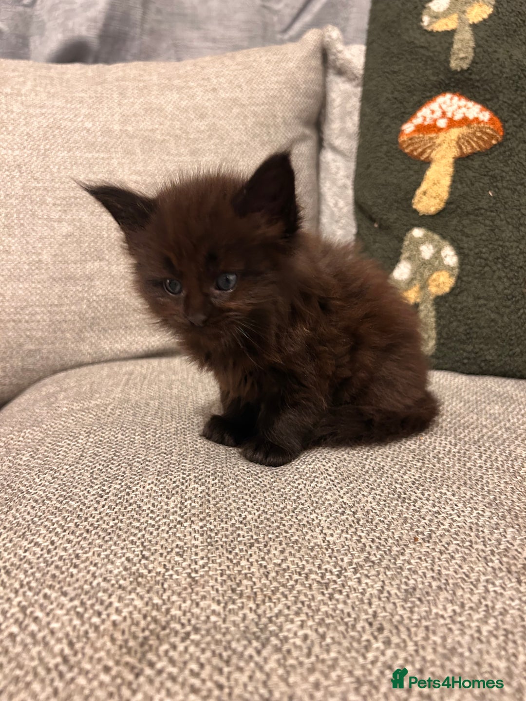 Maine Coon cats for sale: Halloween babies 🎃🐈‍⬛ 2 girls left - Advert 20