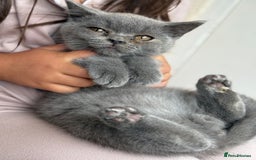 British Shorthair cats for sale: 🏡 Vaccinated Bsh kittens - GCCF parents - Image 7