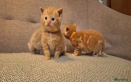 British Shorthair cats for sale: Beautiful Cream & Ginger Kittens  - Image 20