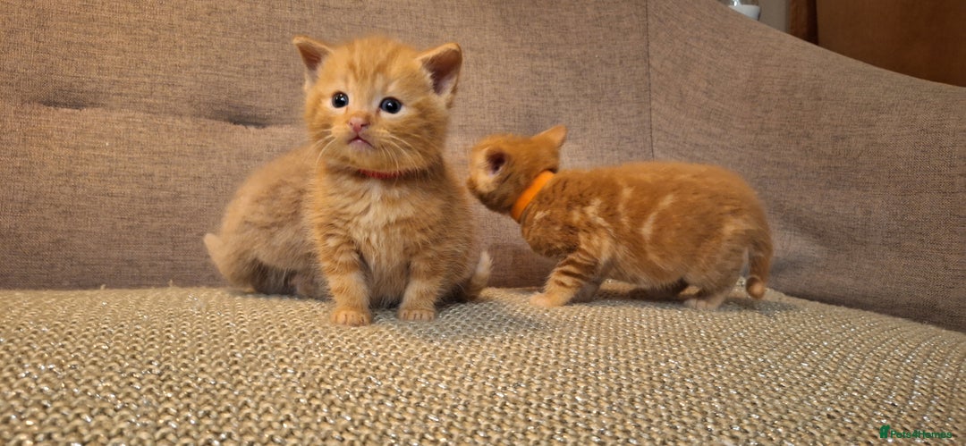 British Shorthair cats for sale: Beautiful Cream & Ginger Kittens  - Image 20