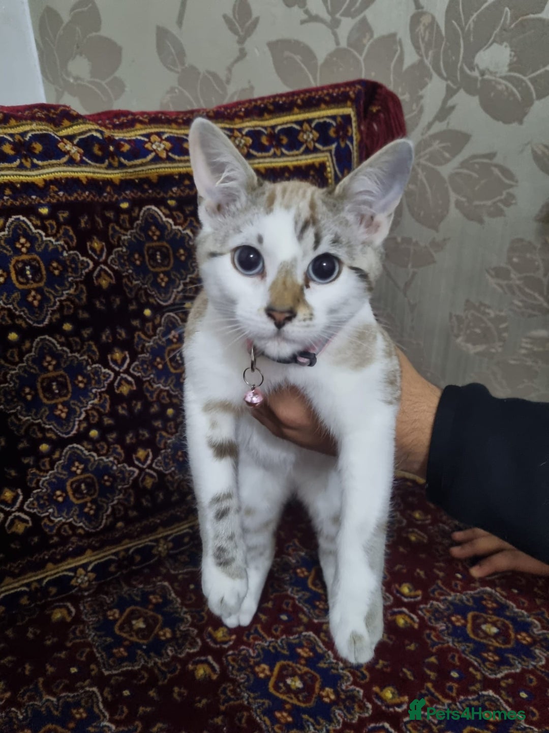 Bengal cats for sale: Bengal Kittens ( 14 WEEKS OLD )  - Image 5