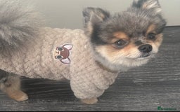 Pomeranian dogs for stud: 🎃EXPERIENCED👑KING ZIGGY & PRINCE COCO🏆STUD Boys in Bedford - Image 30