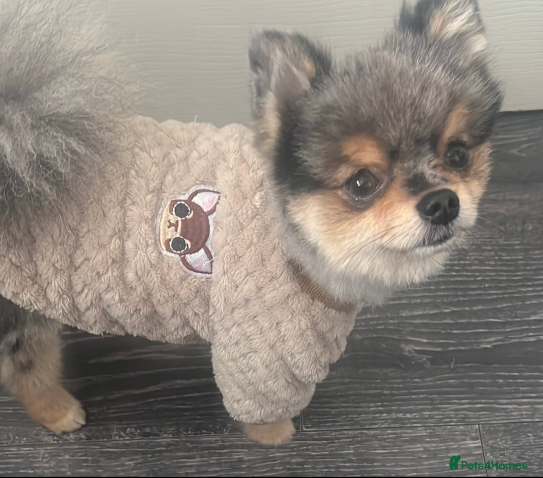 Pomeranian dogs for stud: 🎃EXPERIENCED👑KING ZIGGY & PRINCE COCO🏆STUD Boys in Bedford - Image 30