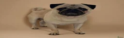 Pug dogs for sale: Gorgeous KC Registered Pug Puppies - Advert 8