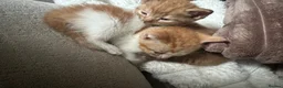 Mixed Breed cats for sale: Gorgeous Gingers  in Ashford - Advert 5