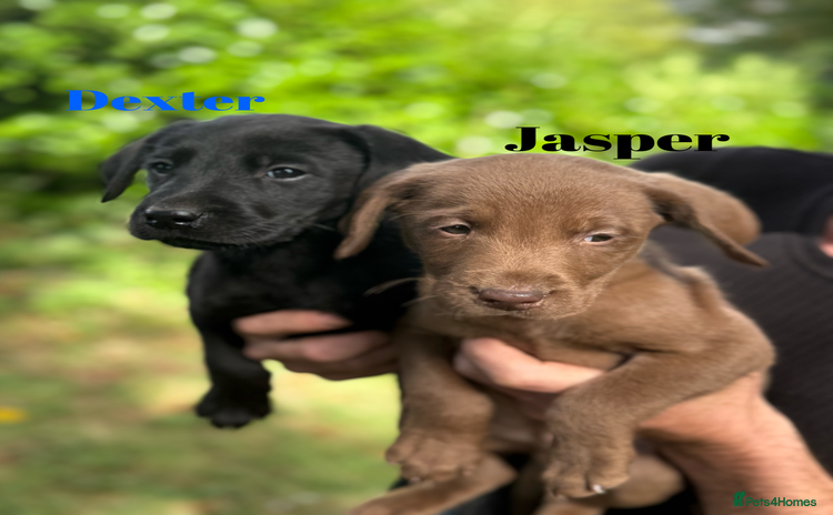 Labrador Retriever dogs - Advert 3