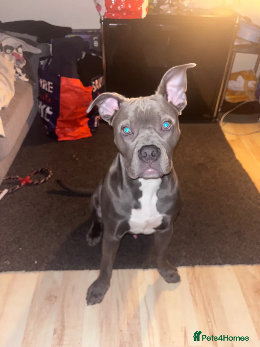 Mixed Breed dogs for sale: Chief in Peterborough - Advert 1
