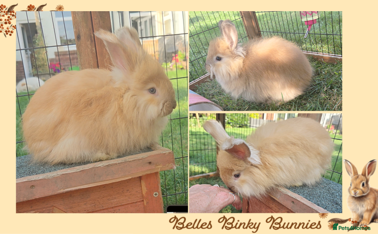 Angora rabbits - Advert 2