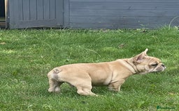 French Bulldog dogs for sale: French Bulldog puppies 3 girls and 3 boys - Image 2