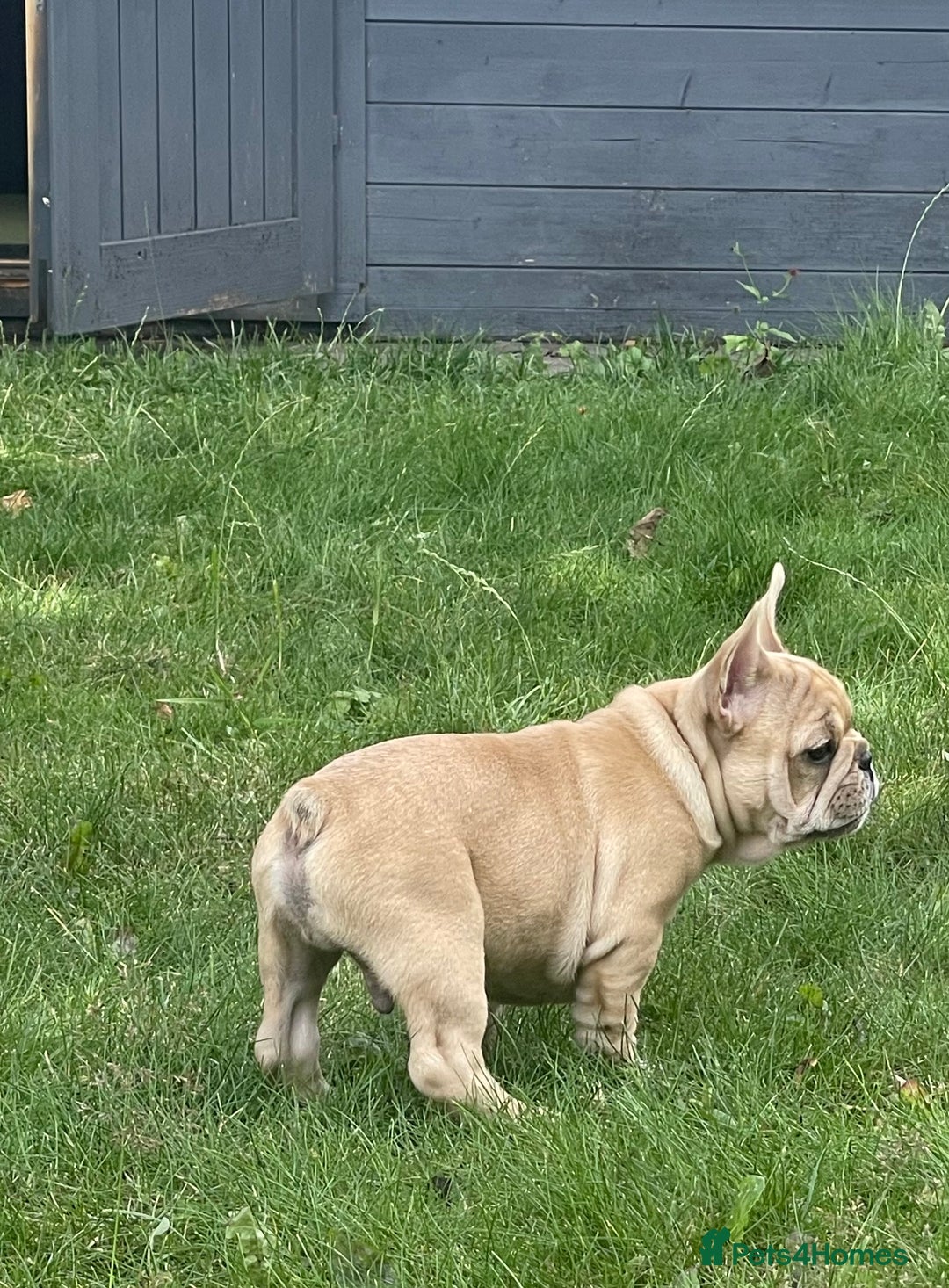 French Bulldog dogs for sale: French Bulldog puppies 3 girls and 3 boys - Image 2