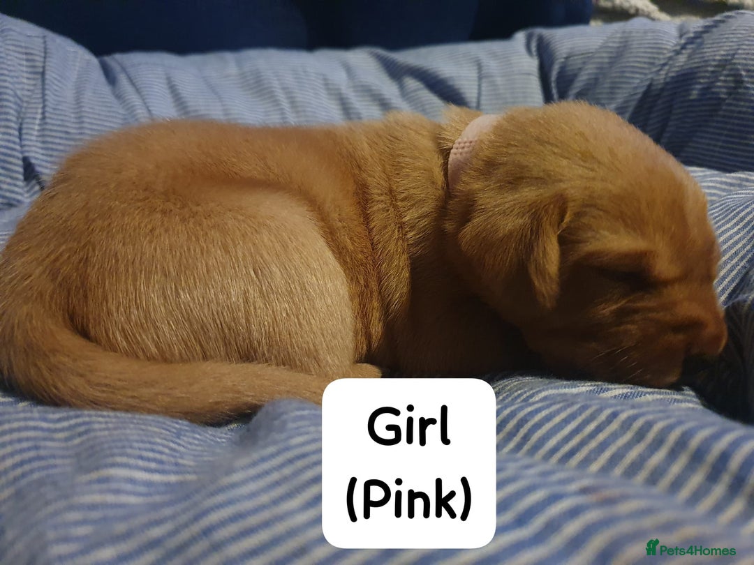 Labrador Retriever dogs for sale: Fox red labrador puppies - Advert 5