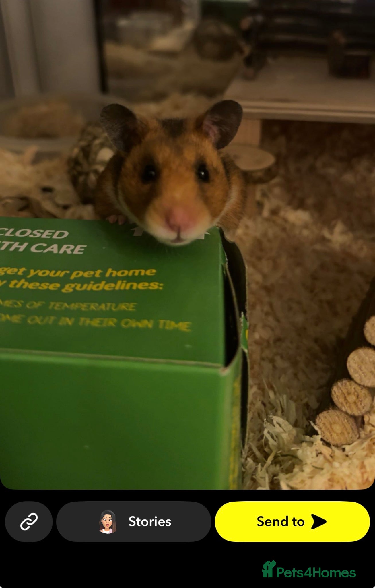 Hamster rodents Honey (Syrian Hamster) and Toto (Syrian Hamster) - Advert 1
