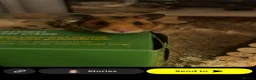 Hamster rodents for sale: Honey (Syrian Hamster) and Toto (Syrian Hamster) - Advert 1