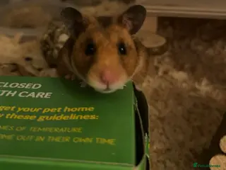Hamster rodents Honey (Syrian Hamster) and Toto (Syrian Hamster) - Advert 1