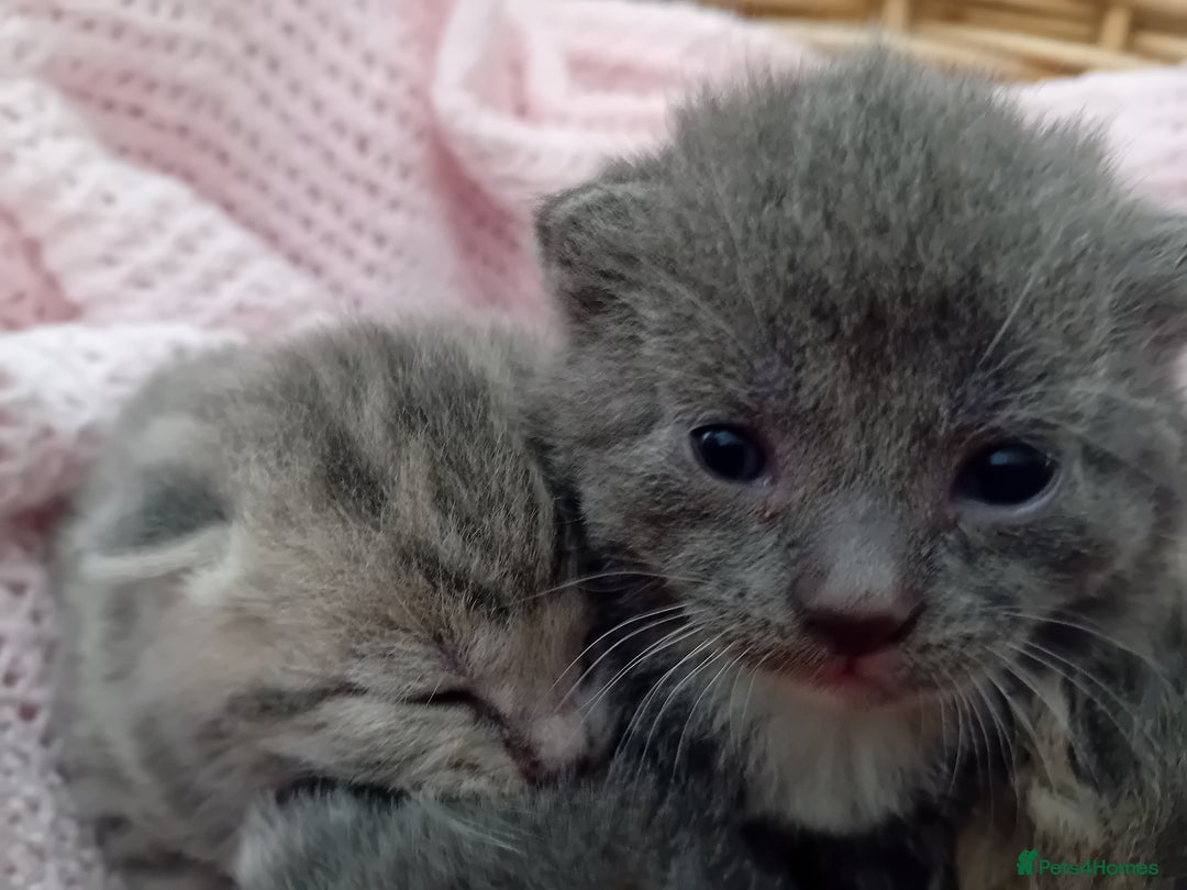 British Shorthair cats for sale: Adorable blue grey kittens - Image 3