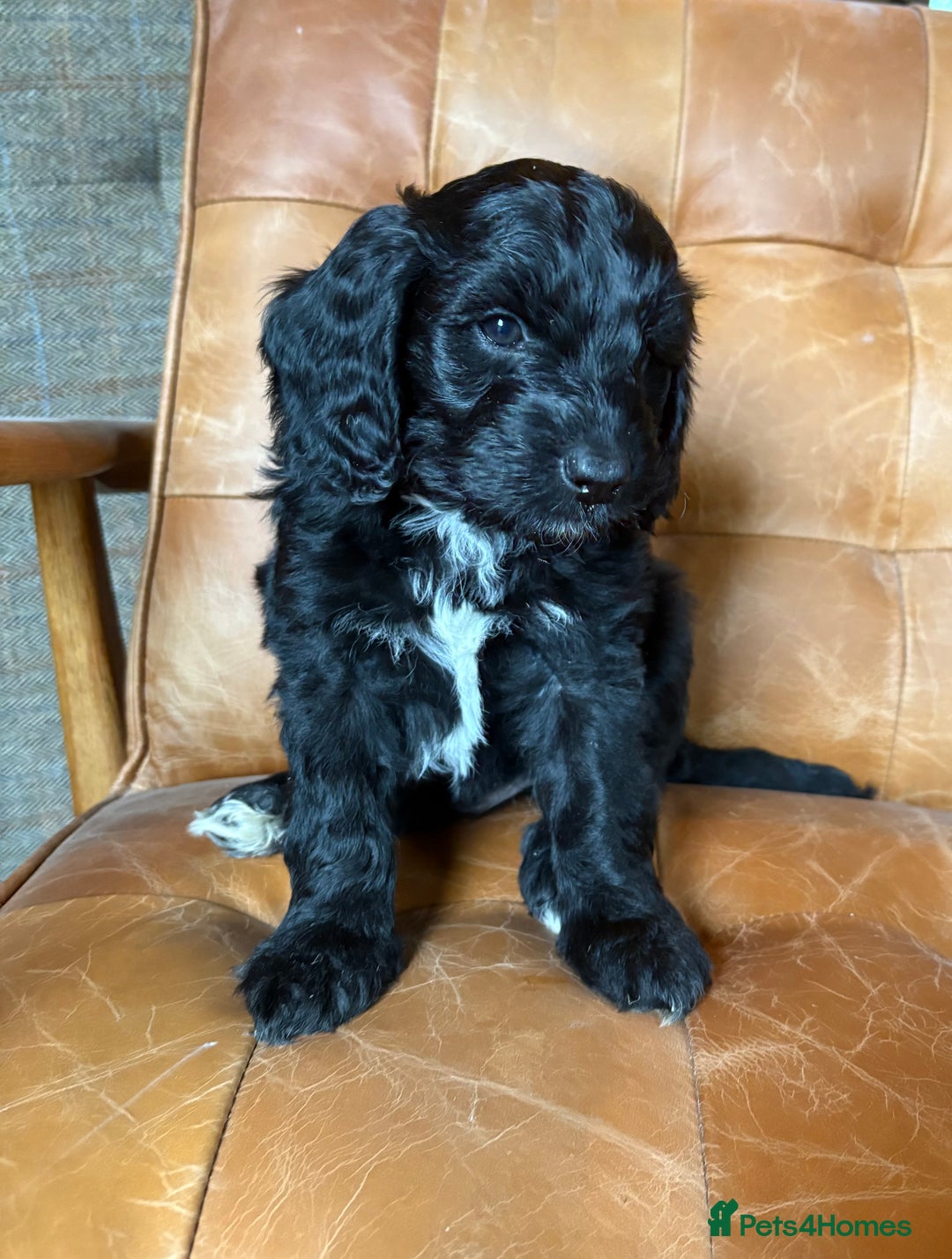 Cockapoo dogs for sale: ✨ Gorgeous Cockapoo Puppies ✨ - Image 2