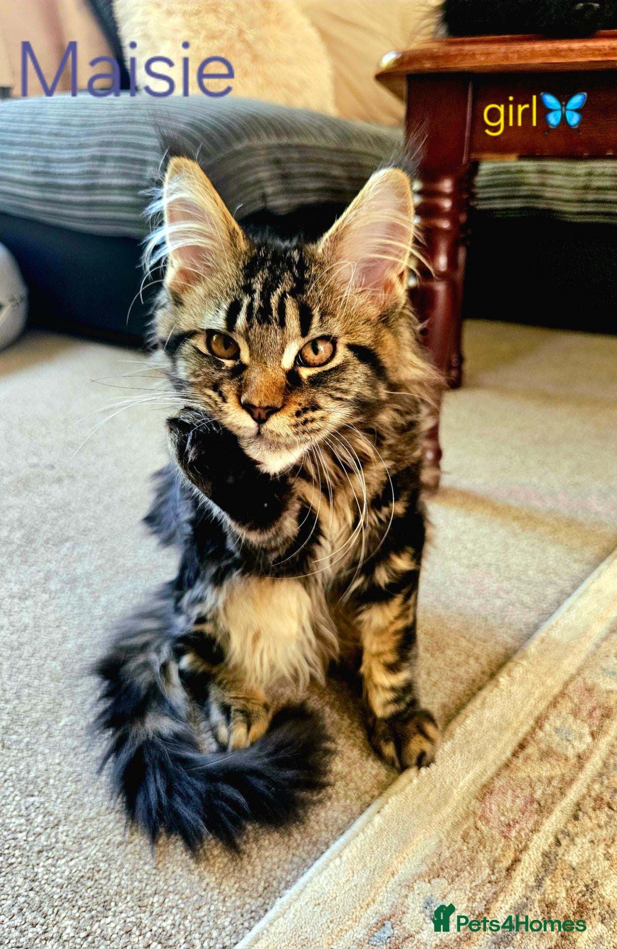 Maine Coon cats ✨ Meet Our Magnificent Maine Coon Kittens ✨ - Advert 14