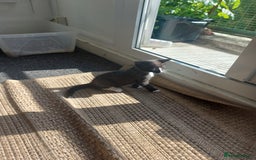 British Shorthair cats for sale: Kittens For Sale in London - Image 2