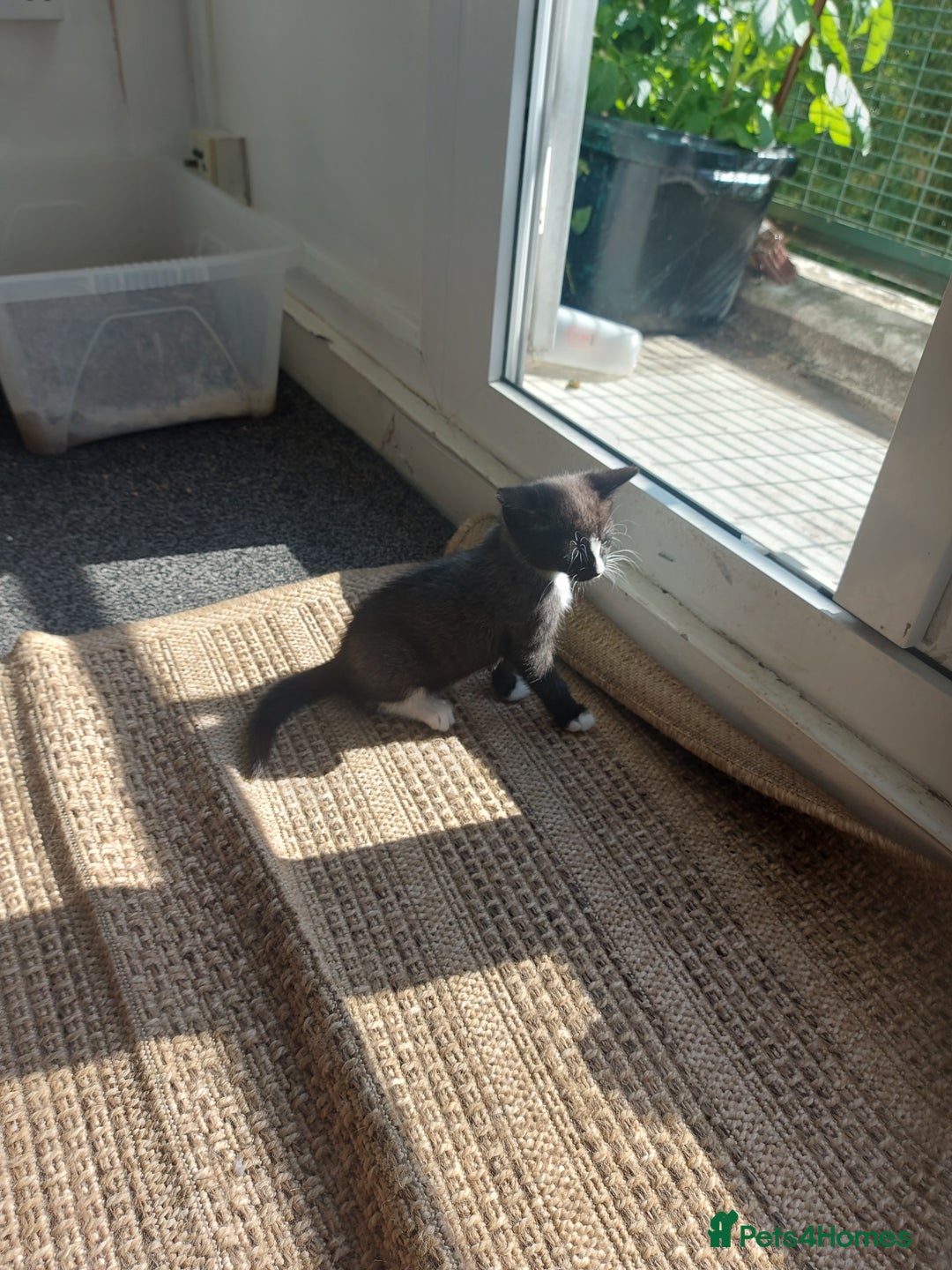 British Shorthair cats for sale: Kittens For Sale in London - Image 2
