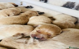 Golden Retriever dogs for sale: Fully health tested parents - Image 4
