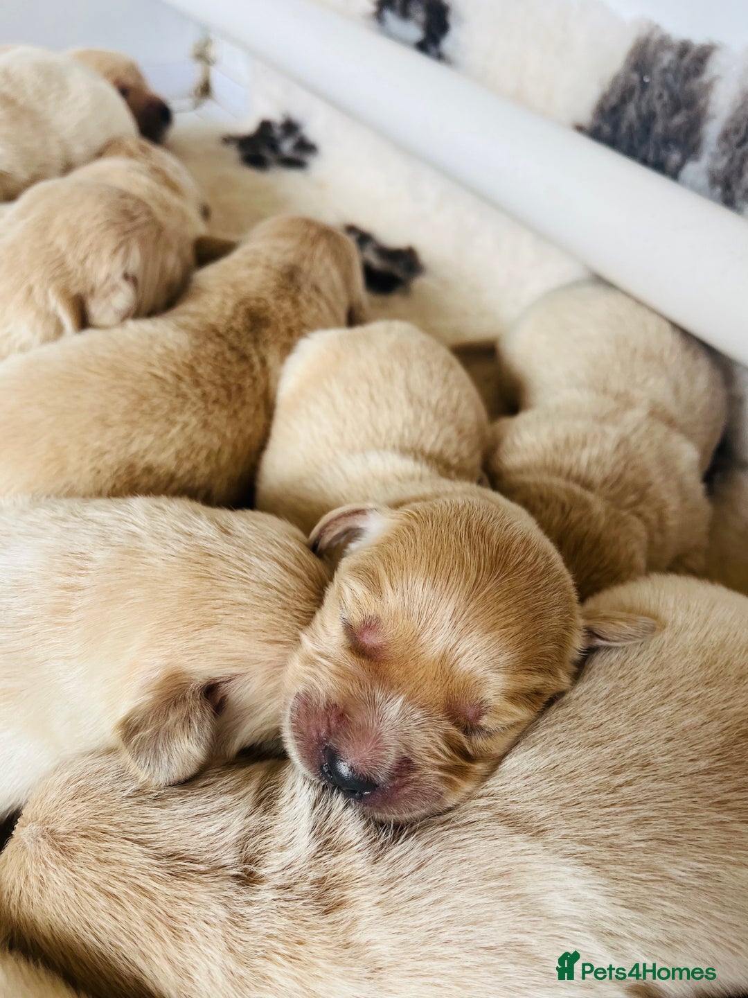 Golden Retriever dogs for sale: Fully health tested parents - Image 4