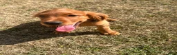 Mixed Breed dogs for sale: Ready now  ☘️ Golden Irish puppies available  ☘️ - Advert 1