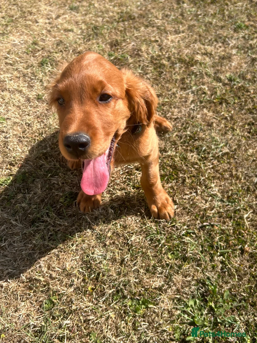 Mixed Breed dogs for sale: Ready now  ☘️ Golden Irish puppies available  ☘️ - Advert 1