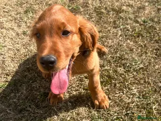 Mixed Breed dogs Ready now ☘️ Golden Irish puppies available ☘️ - Advert 4