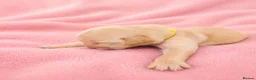 Golden Retriever dogs for sale: Golden Retriever puppies  KC registered  - Advert 9