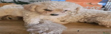 Cavapoochon 1
