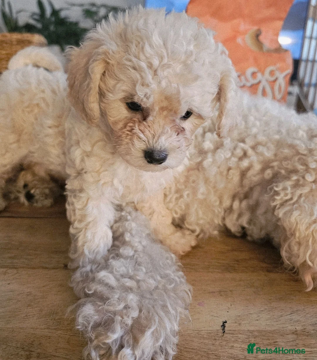 Cavapoochon dogs for sale: Beautiful Baby Cavapoochon puppies - Advert 18