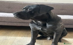 Cane Corso dogs for stud: Stud dog  - Image 4