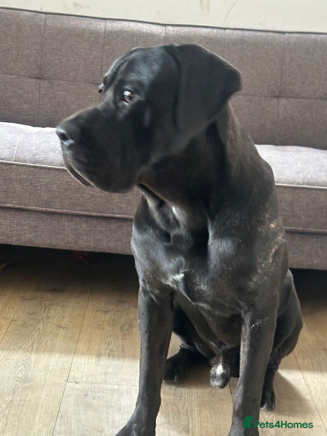 Cane Corso dogs for stud: Stud dog  - Image 4