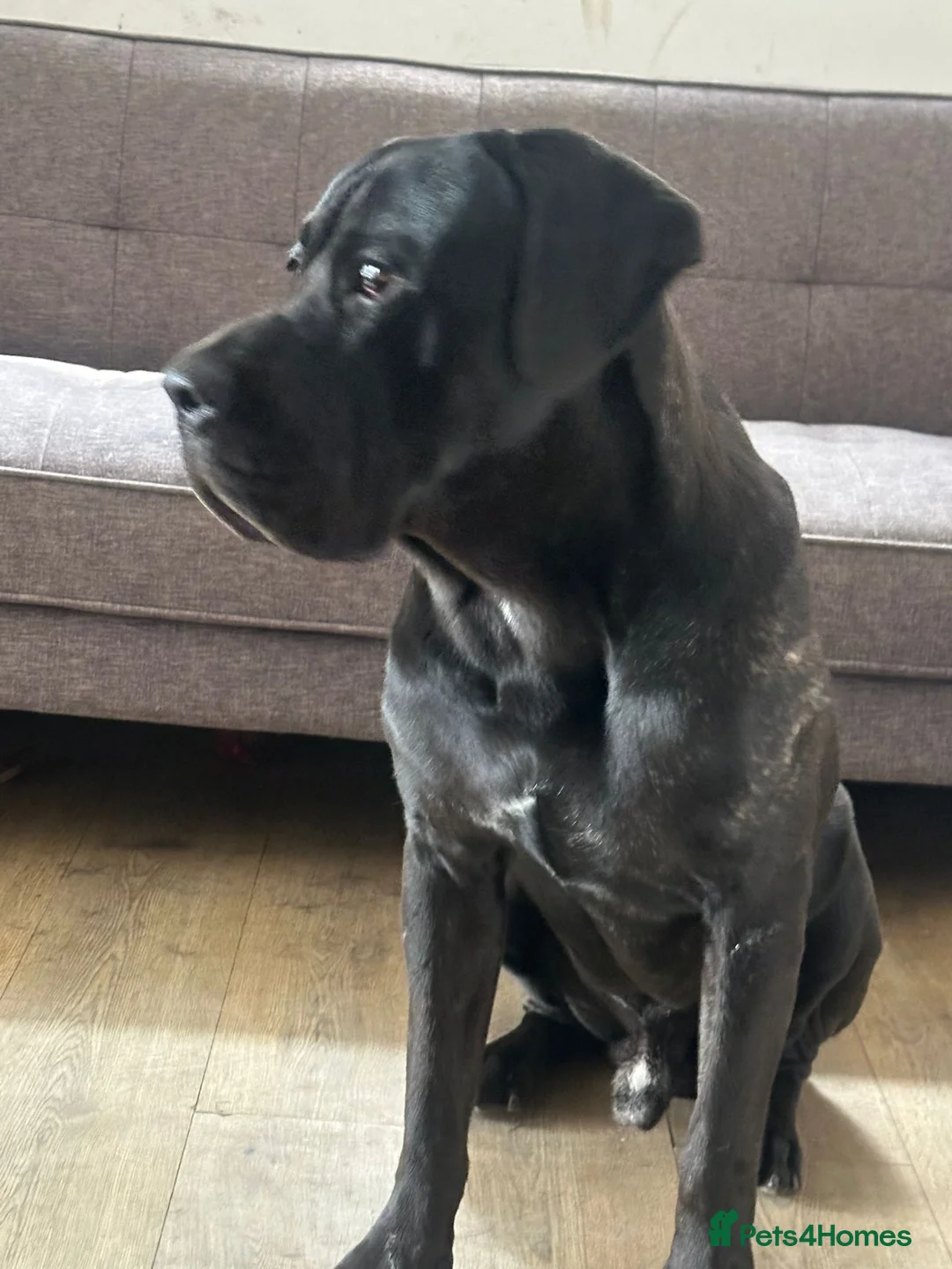 Cane Corso dogs for stud: Stud dog - Advert 4