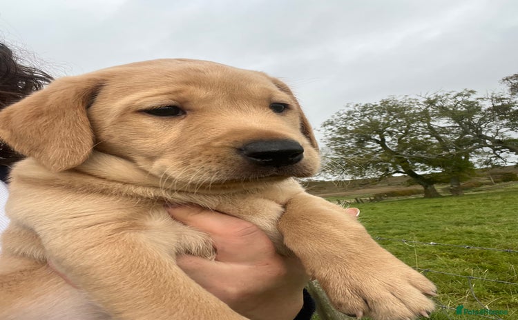 Labrador Retriever dogs - Advert 5