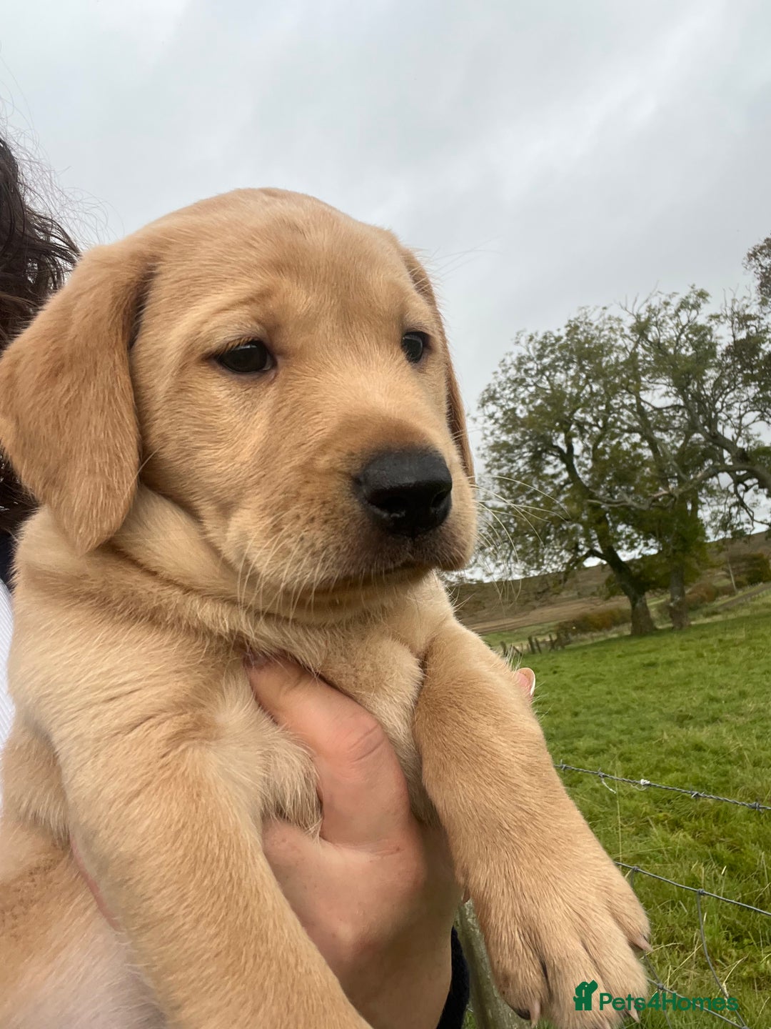 Labrador Retriever dogs for sale: Labrador Retriever- One girl available  - Image 1