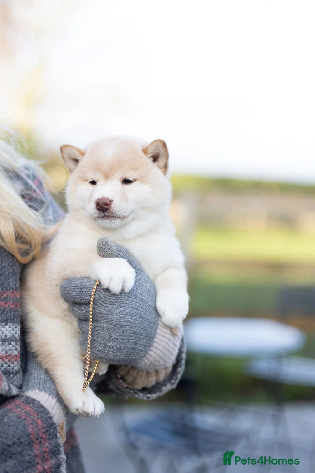 Japanese Shiba Inu dogs for sale: ❤️ Fall in Love with a Shiba Girl — Reduced Price - Advert 11