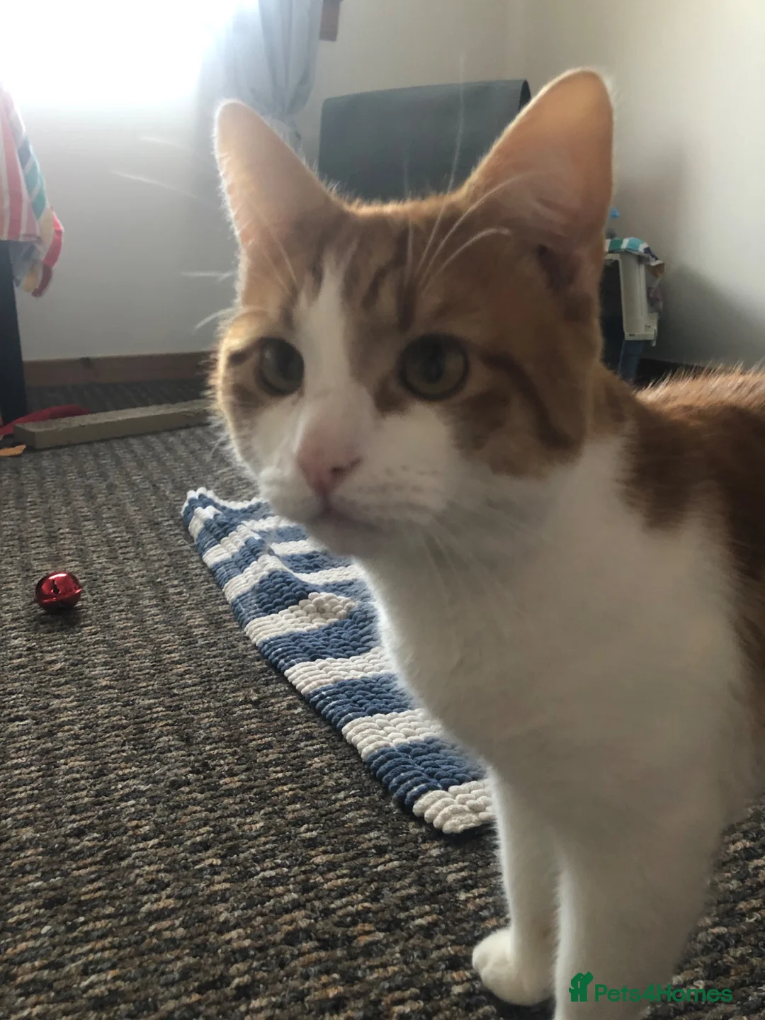 Mixed Breed cats for sale: Indoor brothers in Kilmarnock - Advert 7