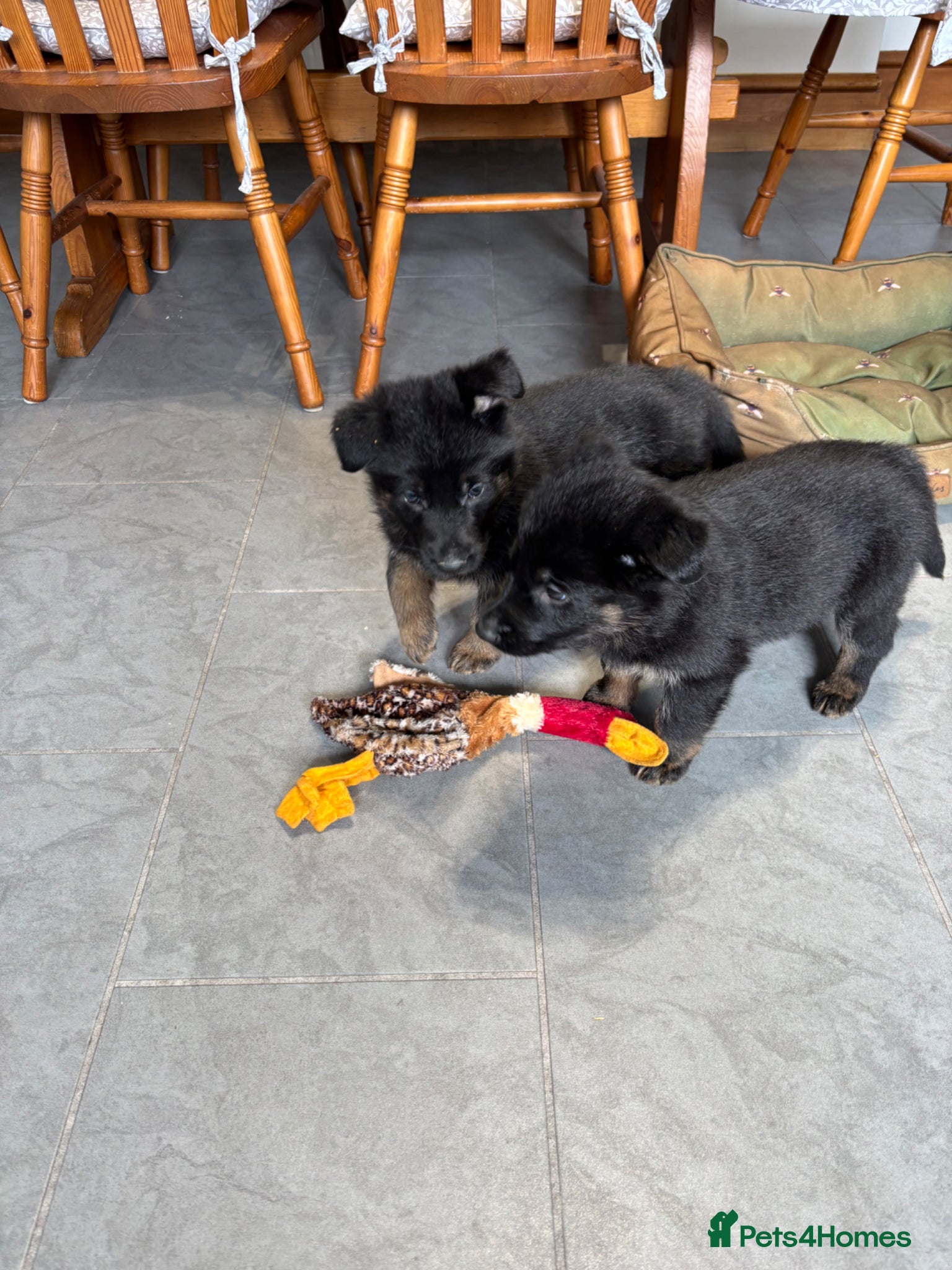 German Shepherd dogs Quality German Shepherd puppies  - Advert 2