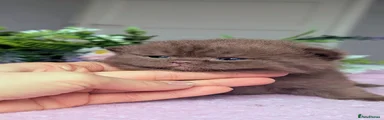 Choco female 