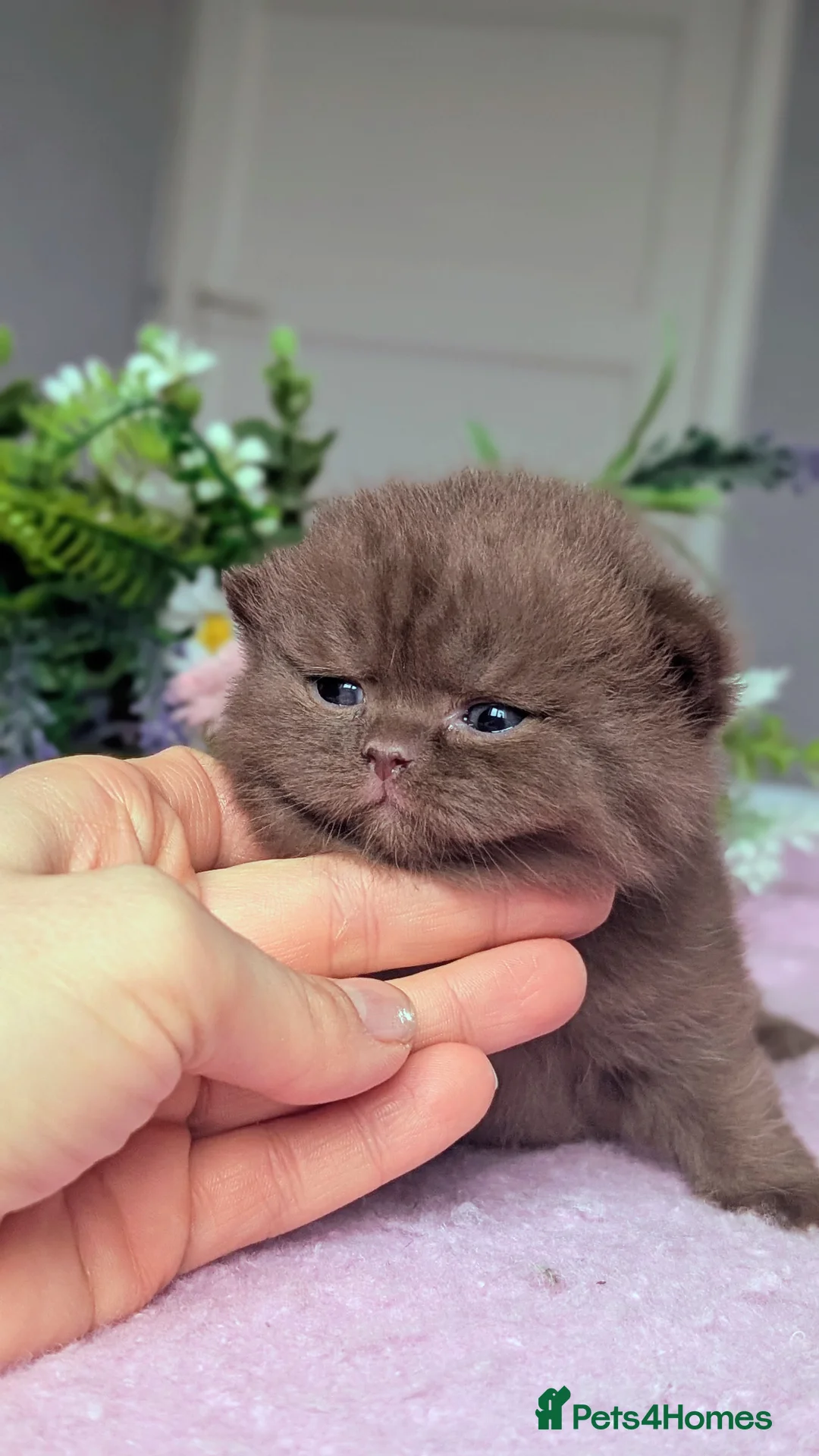 British Shorthair cats for sale: GCCF REGISTERED CHOCOLATE AND LILAC KITTENS - Advert 2