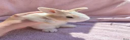 Mini Lion Lop rabbits for sale: Breeding pair of mini lion lops plus babies - Advert 5