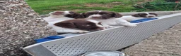 English Springer Spaniel dogs for sale: English springer spaniel  - Advert 7