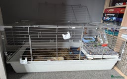 Guinea Pig rodents for sale: Males guinea pigs - Image 5