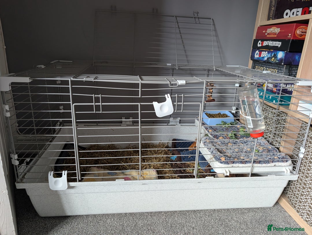 Guinea Pig rodents for sale: Males guinea pigs - Image 5