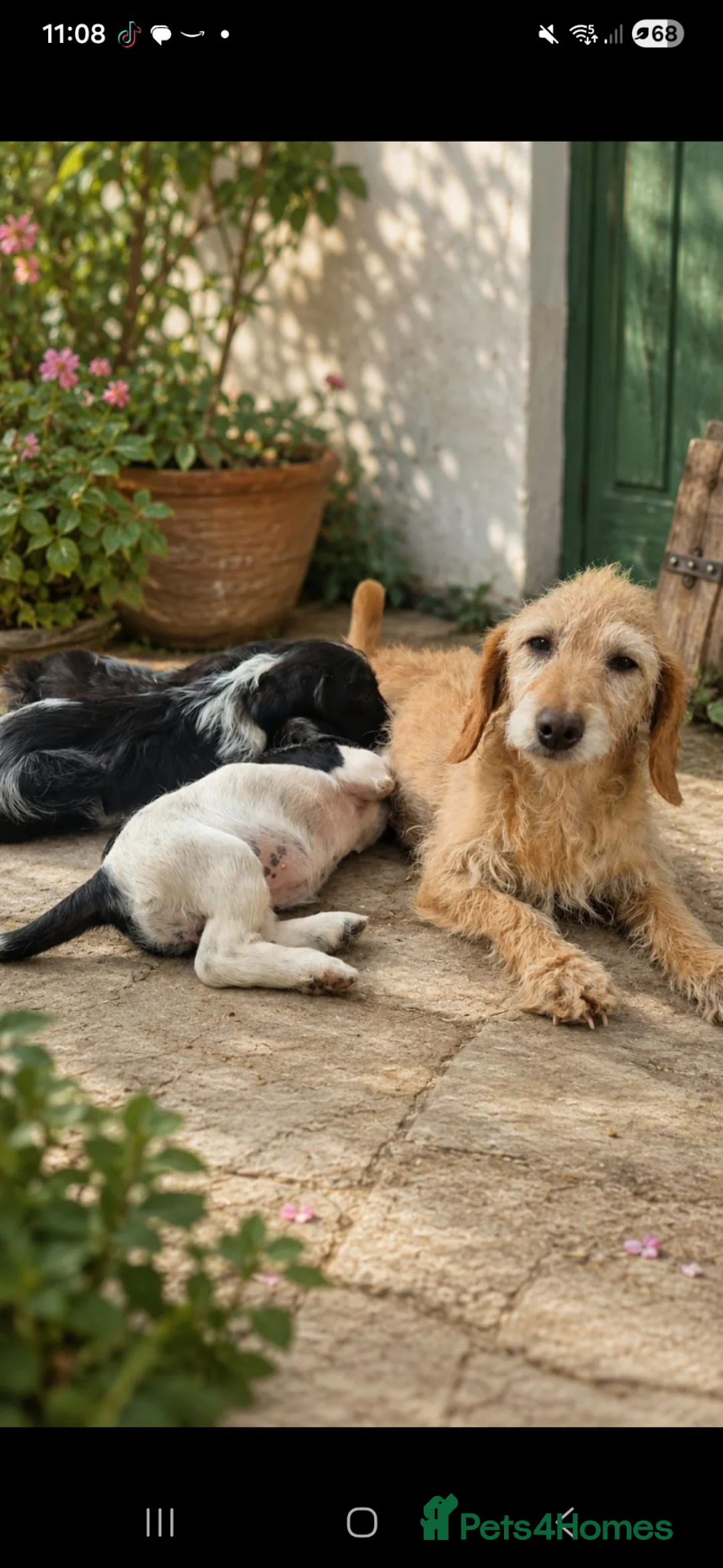 Doxiepoo dogs for sale: 3 doxiepoo pups  in Pontyclun - Advert 1