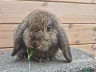 Mini Lop rabbits 1 Mini lop and 3 lionlops 8 weeks old - Advert 4