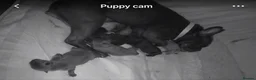 French Bulldog dogs for sale: French bulldog puppies  - Advert 2