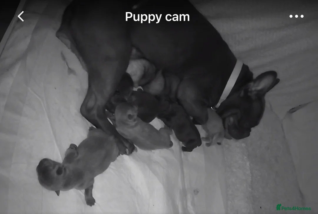 French Bulldog dogs for sale: French bulldog puppies  - Advert 2